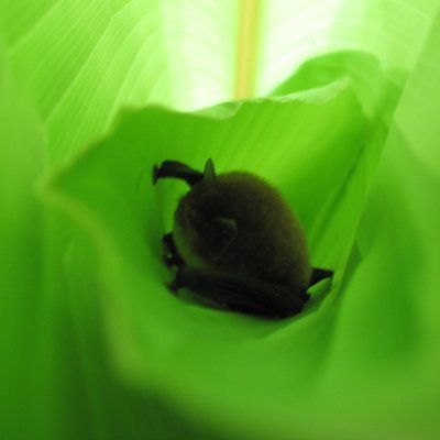 PostDoc at Museum für Naturkunde, Berlin studying social behavior of bats.