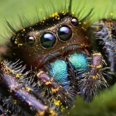 kleschby's profile picture. Senior Code Review Spider Mastermind