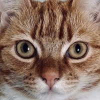 Silas Denyer (@silasdenyer) 's Twitter Profile