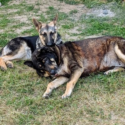 Just a small town girl
living in a nation controlled by the media
but loves doggos 🐾🐕🐾