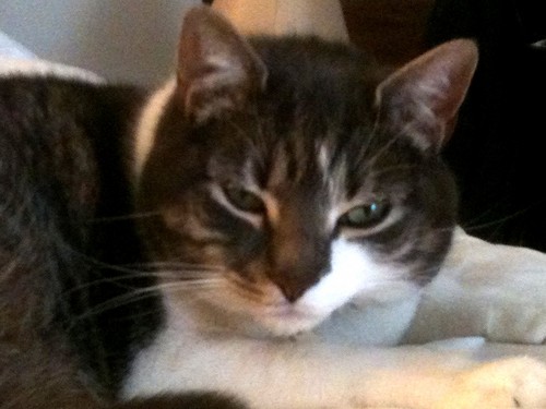 Philosopher of all things cat and life