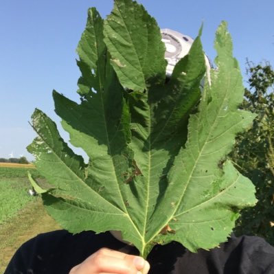 Supporter of #womeninscience #AGvocate | Weed Scientist and self proclaimed #weednerd | App Tech Specialist @Bayer4CropUS | opinions are my own 🌱 she/they