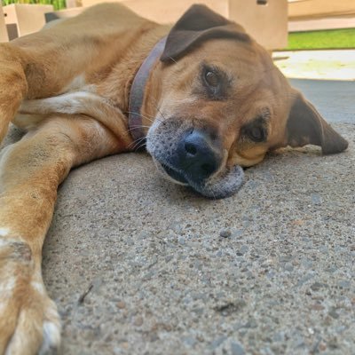 e_likes_to_run's profile picture. Running Coach. I work at @runnrc and @huma.  currently run streak 1+ year so far