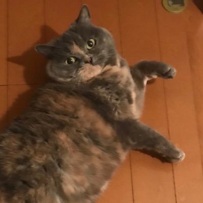 ネココマンド 夢主は人間の母親とポケモンのアルセウス 設定 から生まれた神の愛娘とか言われる存在 オリジナルだとポケモンしかいない島とか出る 炎タイプ 特にヒノアラシ の名前が火影 ほかげ 夢小説あるある 夢じゃなくても 火影ってナルトから