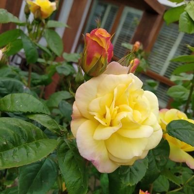 Treewood15's profile picture. 