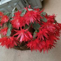 Kaktüshanım (@orkidemavi) Twitter profile photo