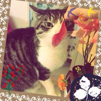 どこかの人間 (@ru_bebe) Twitter profile photo