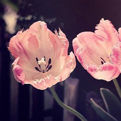 LietusPavasaris's profile picture. 成人済/mhyk垢/21章読了/たまに文字書き/ネタバレ含む感想やまほ晶♀を雑多に呟く