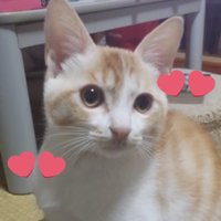 里桜 (@rio_neko222) Twitter profile photo