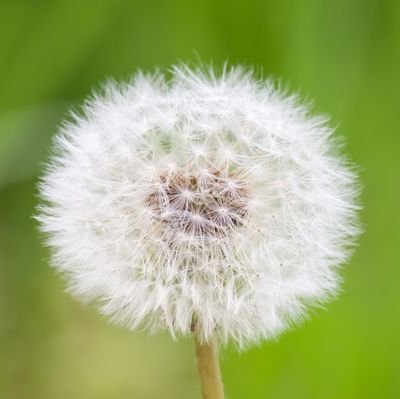 再開希望 リーゼロッテと魔女の森 Kabu Kabu R Twitter