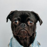 GamingTAFAQ (@gtafaq) 's Twitter Profile