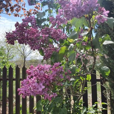 Awasze's profile picture. 