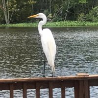 Shari (@swampflood2011) 's Twitter Profile