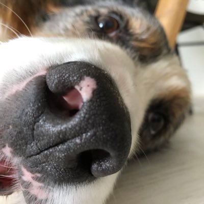 Med UJI 👨🏻‍⚕️
Profe de esquí 🎿 
Mi perro se llama Luch 🐶