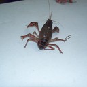 Danny Atchison - @crawfishdanny - Twitter