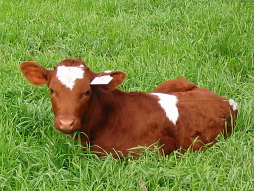 greerfarm's profile picture. 