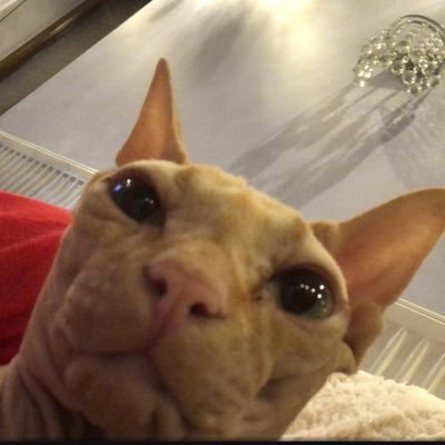 BananaJ68856355's profile picture. Aquila non captat muscas