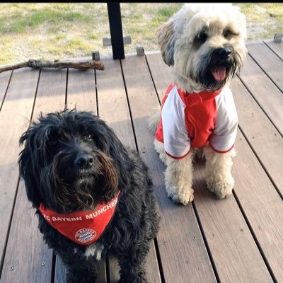 MCDasher's profile picture. I'm a mix of Schnauzer-Poodle-Tibetan Terrier & was born at Crete. Live now in Germany & share my house with Cooper, a Tibi. Our hobbies: sleeping & eating.