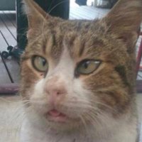 kerpeten (@yerkosnusu) Twitter profile photo