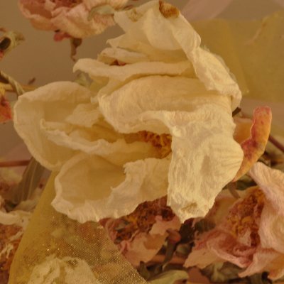 Sunninghill17's profile picture. Feminist, political junkie, left leaning and love the great outdoors