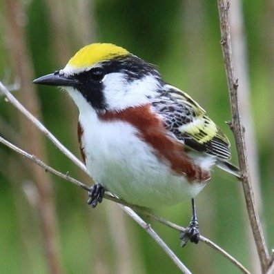 AdrienneRBlock's profile picture. Black Lives Matter