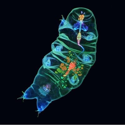 Tardigradas's profile picture. 