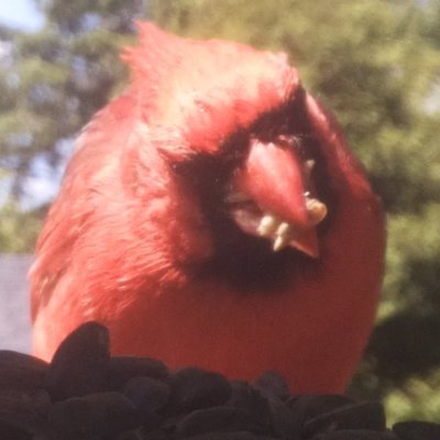 RPi_Camera's profile picture. I'm either a bird house, bird nest, or bird feeder with a hidden camera. Usually takes time lapse vids, python program on a Raspberry Pi in 🇨🇦