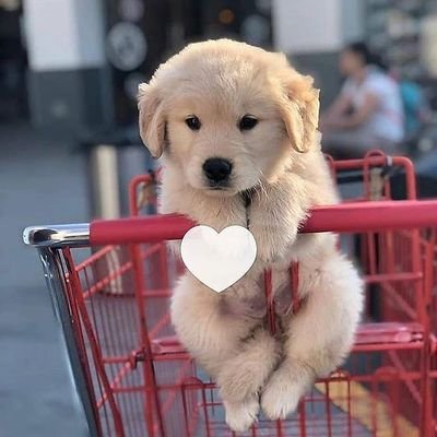 🐕Petpuppies posted daily😍 follow to never miss a post 👆we own no content posted. All credit goes to respected original owner.