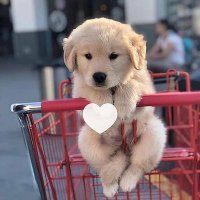petpuppies👿😺 (@petpopular) 's Twitter Profile Photo petpuppies👿😺 (@petpopular) 's Twitter Profile Photo