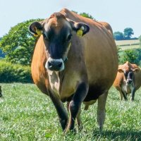 Jersey Cattle Society of the UK (@jerseycattleuk) Twitter profile photo
