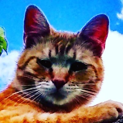 Ginger The Cat