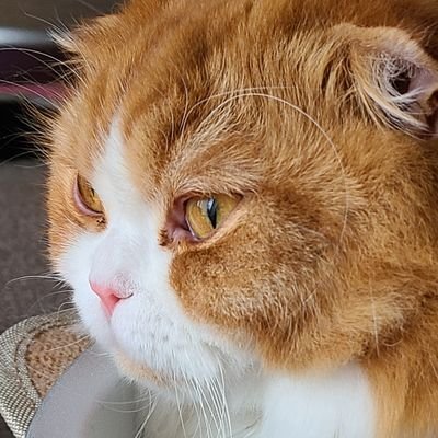 猫好き、動物好き、大道芸好き。
大道芸人を応援したいと思ってます。
アートパフォーマー☆ファイター☆さんがお気にです。
何人の大道芸人に会えるかな？

猫垢　@miyabitoneko　
のんびりやってます。