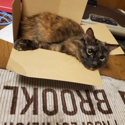 s_5_5_5's profile picture. バスケ🏀