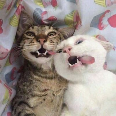 JulieLynC's profile picture. Married. Married. Married.
Madly in love with @kmc1230. 
Please don't DM me unless we already have a rapport.