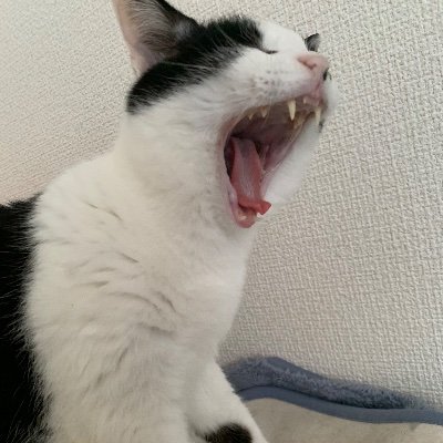 Yopei's profile picture. 年式仕入れで年間副業利益300万継続中