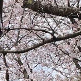 YaziUwithU's profile picture. SFC