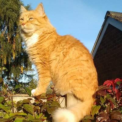 colinconcannon's profile picture. 