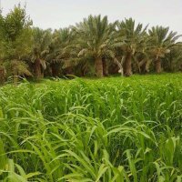 حمود بن منيجل السبيعي (@ham00ud2) 's Twitter Profile Photo