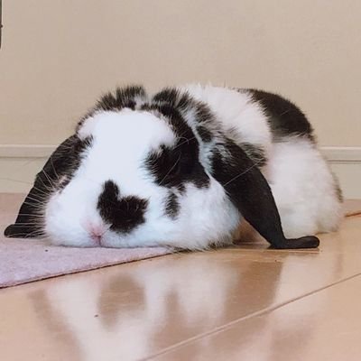 できるかどうかじゃない! やるんだっ…!前向きのバカならまだ可能性がある…! | 昨日より今日、今日より明日、日々変わり続ける事が大切
| kaggle🥇0🥈3🥉3| signate🥇3🥈2🥉0|