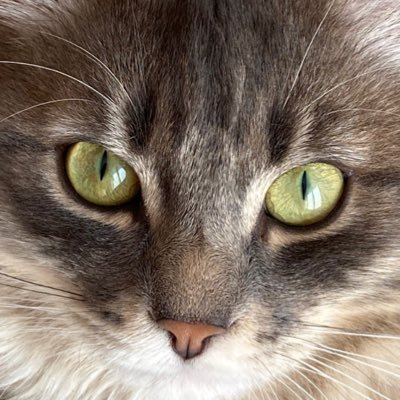 Phoebus_le_chat's profile picture. Potichat. Pro des griffades sur Skaï. Frère de Filou et Faya.