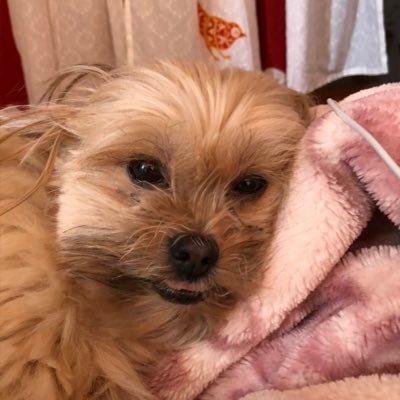 TIfvg1iFwwJuwqm's profile picture. Twitter2020年6月🔰理不尽な事が大嫌い！世の中　何か　狂ってる！世界平和・子供達に明るい未来を！情報ありがとうございます。自分に何が出来るのか模索中です。