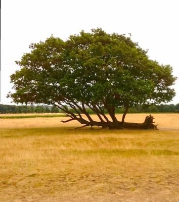 danlaalu's profile picture. my curiosity rides me