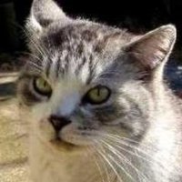 猫重力 (@catsgravity137) 's Twitter Profile Photo 猫重力 (@catsgravity137) 's Twitter Profile Photo
