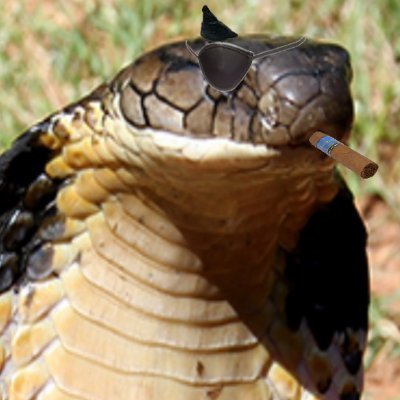 Just a snek with legs
PM Friendly/Maybe RPs
+18 NSFW stuff sometimes
Occasionally posts memes