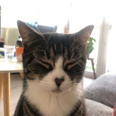 Twolittleredcat's profile picture. Féministe travaillant dans le BTP. Vegan. Endométriose (dispo en mp).