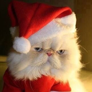 CatSantaClaus's profile picture. What do you want for Christmas?

So many people have lost their Christmas spirit :(