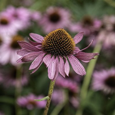 anxrqjjapbs's profile picture. 