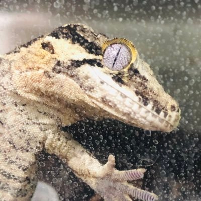 ピギッ。🐖💨さんのプロフィール画像