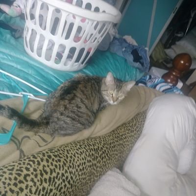 ThatGirlDaphne1's profile picture. Im Daphne Pearce. I have issue. Im 9. Im depressed.
