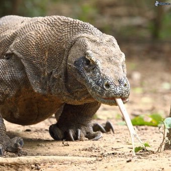 Waran Z Komodo Elwarano Twitter